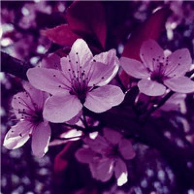 红紫唯美花束