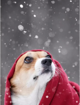 大雪里的狗狗